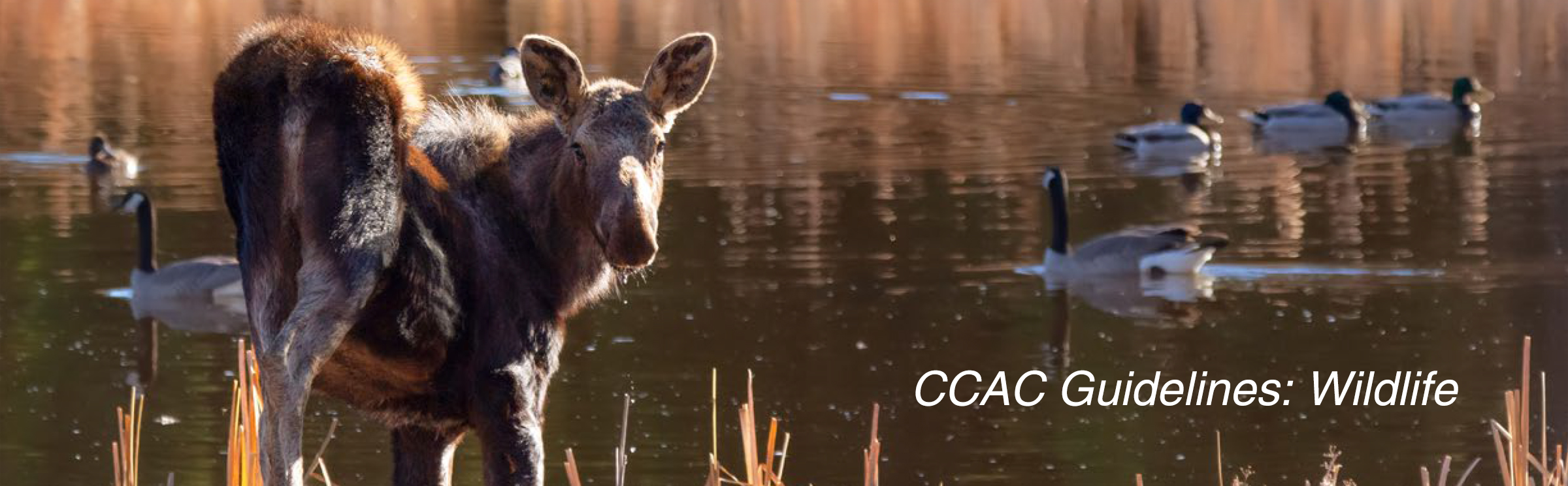 Covert of the CCAC Guidelines on wildlife
